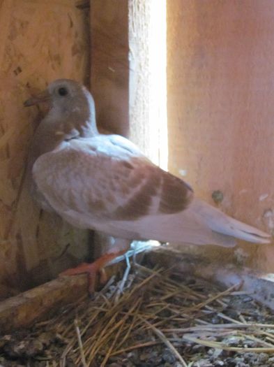 IMG_6472 - 2013 17  mai