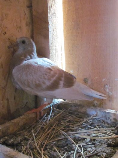 IMG_6473 - 2013 17  mai