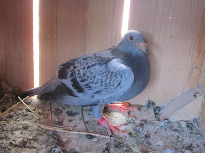 IMG_6477 - 2013 17  mai