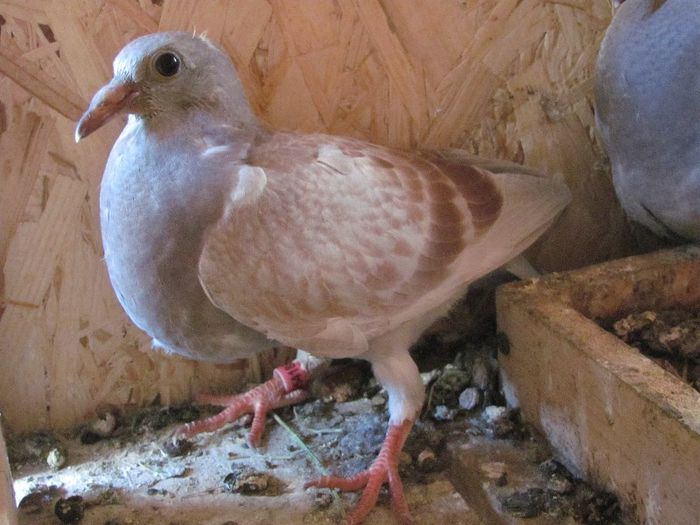 IMG_6479 - 2013 17  mai