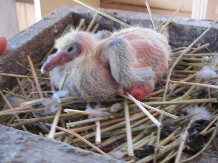 IMG_6484 - 2013 17  mai