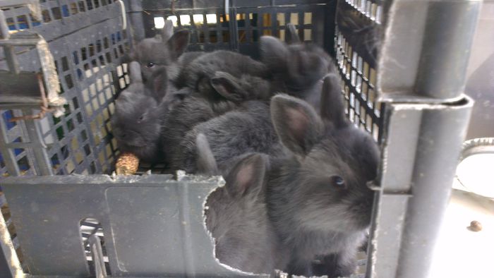 cuib Albastru Vienez