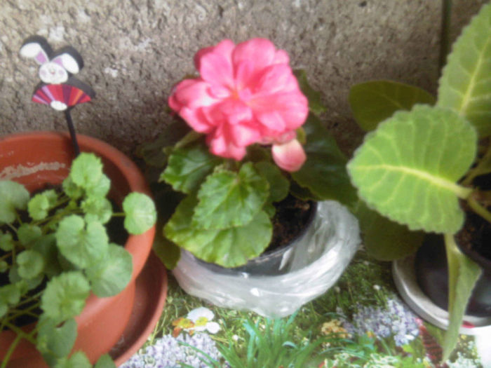 Begonia intre flori; Am cumparat-o azi din Kaufland dar nu scrie ce soi este,cu radacina sau bulb?Voi ce credeti?
