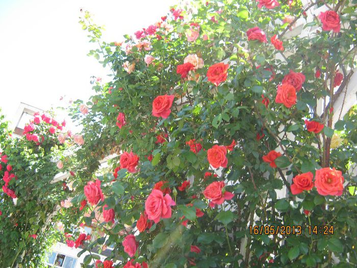 IMG_3714 - Prin Tg-Jiu