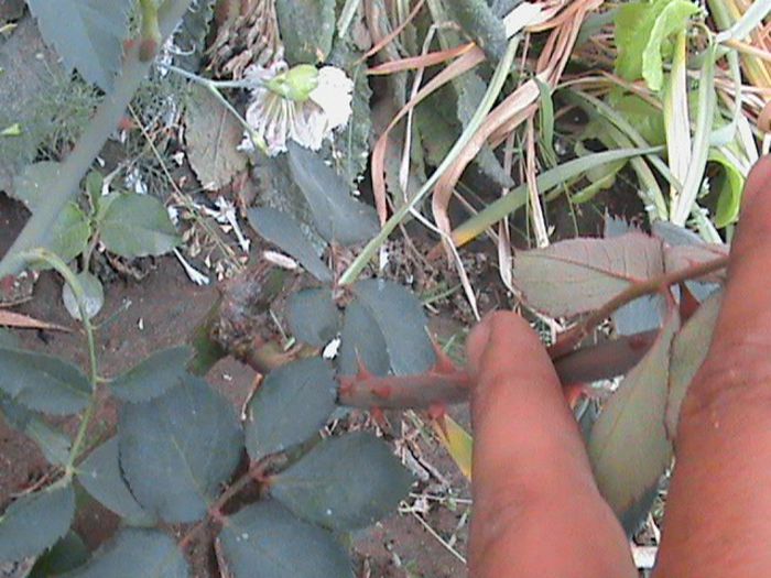 DSC03661 - pomi altoiti de mine