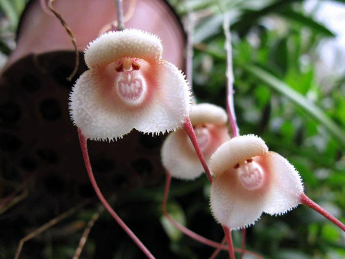 orhidee - splendori