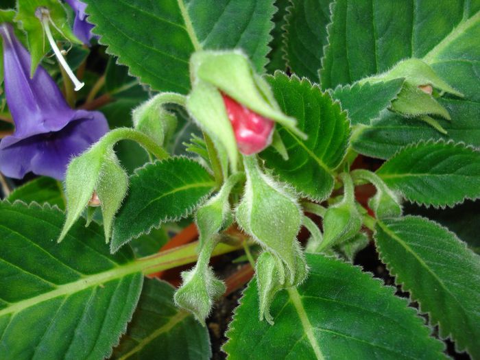 DSC06930 - GLOXINIA  2013