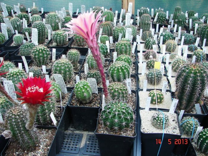 DSC00906