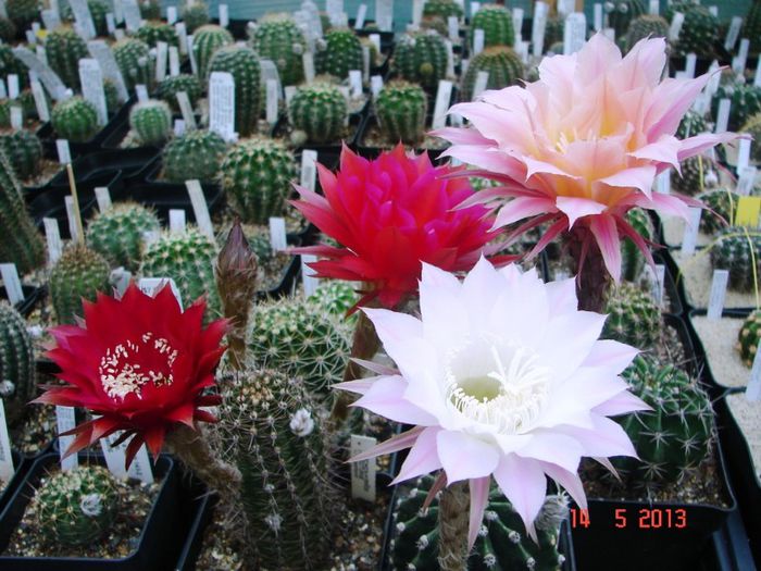 DSC00908