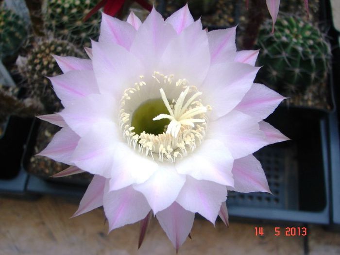 DSC00909