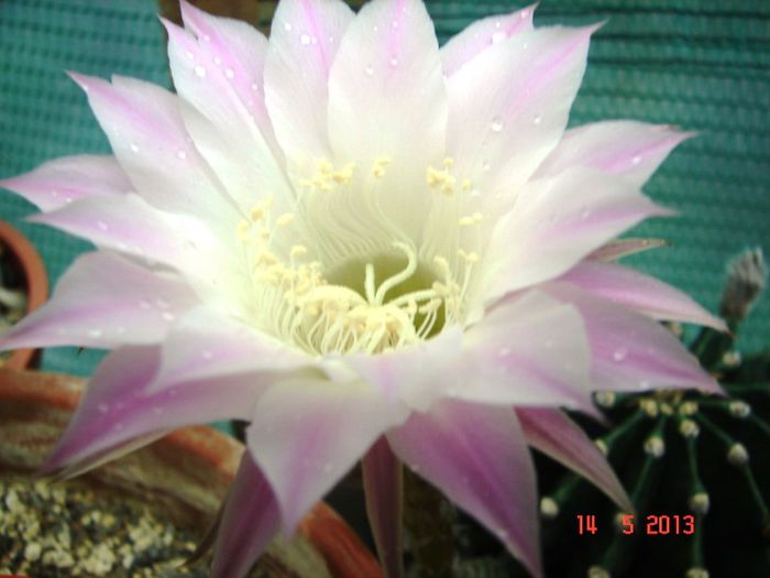 DSC00915