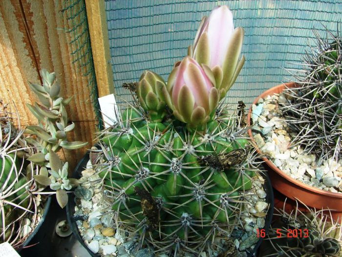 DSC00935