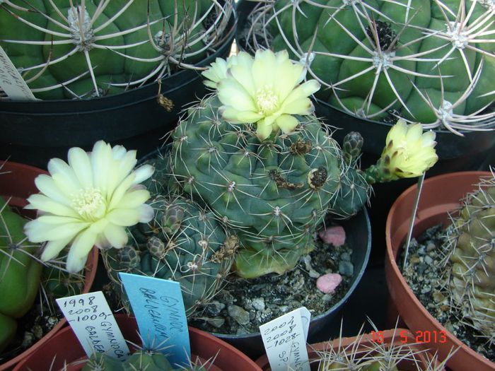 DSC00950