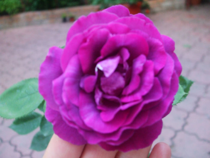 Parfum de rêve