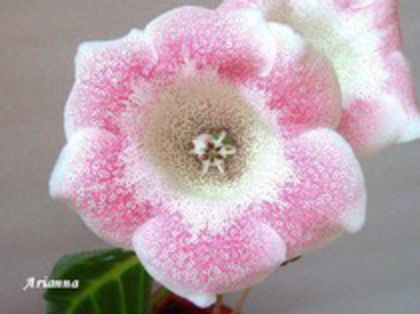 Tigrina Pink_D - achizitii gloxi si nu numai 2013