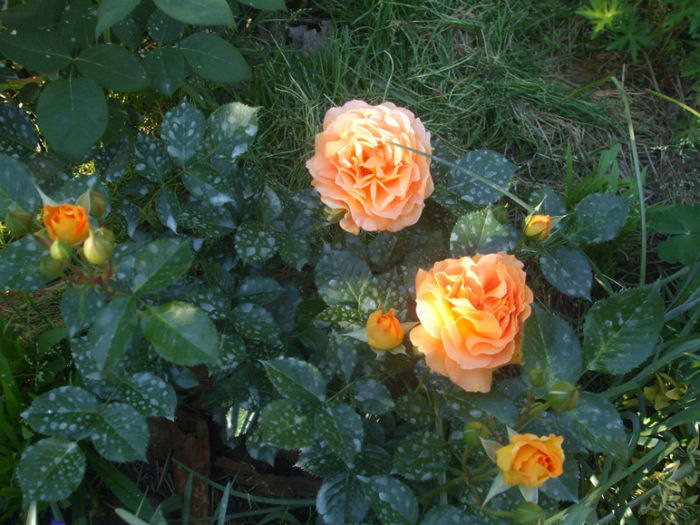 Goldelse