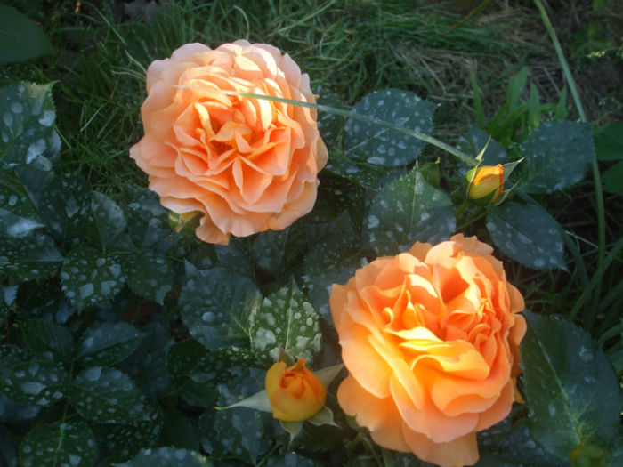 Goldelse