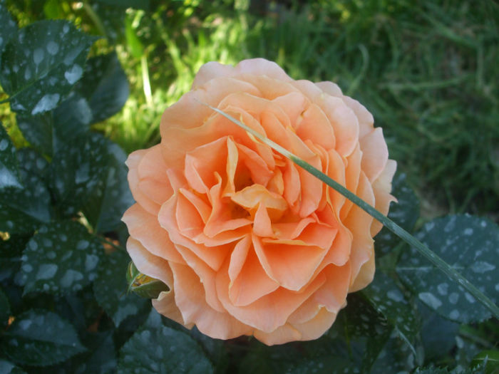 Goldelse