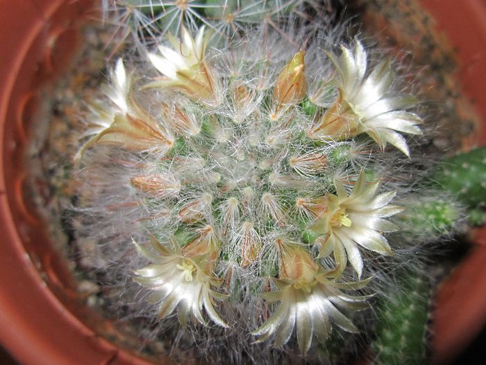 Mammillaria - cactusi - 2013