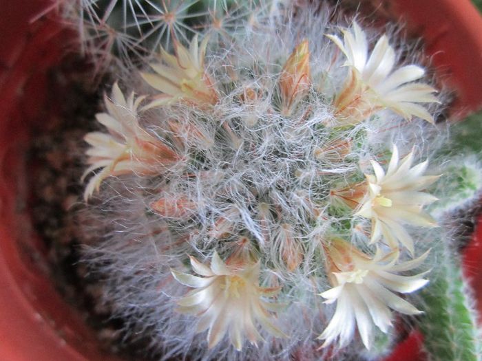 Mammillaria - cactusi - 2013