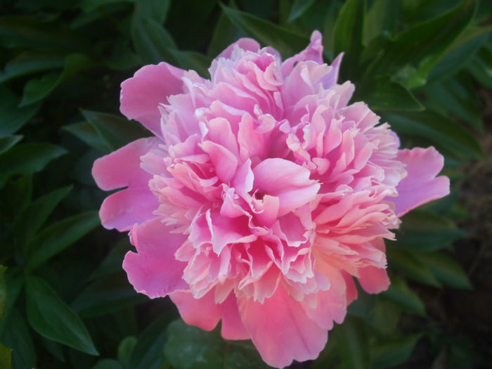 DSCF0989