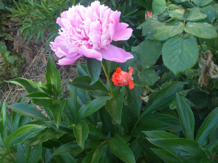 DSCF1011