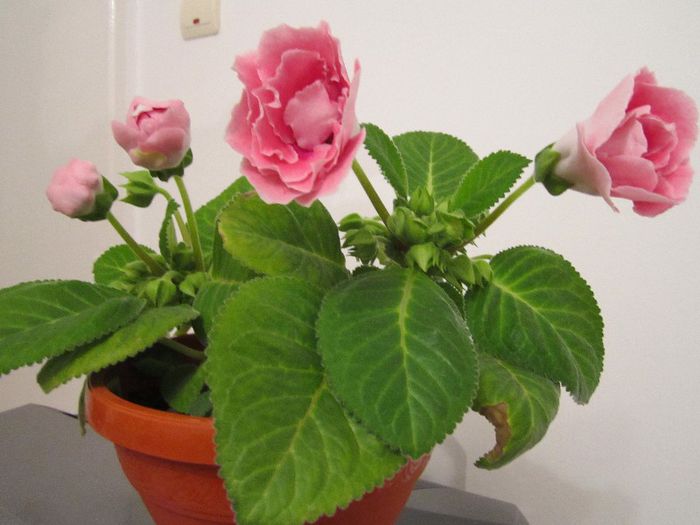 Scarlet - Flori - 2013