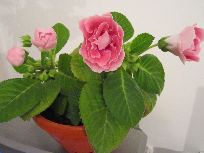 Gloxinia - 15.05.2013 - Flori - 2013
