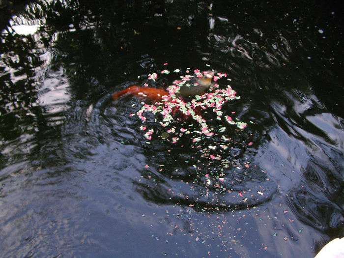 SANY0036 - iaz crap koi