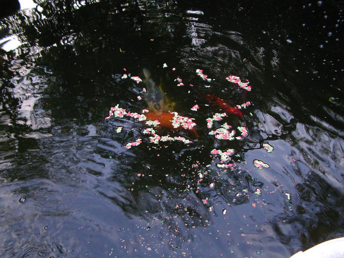 SANY0037 - iaz crap koi