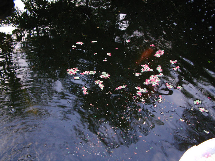 SANY0038 - iaz crap koi