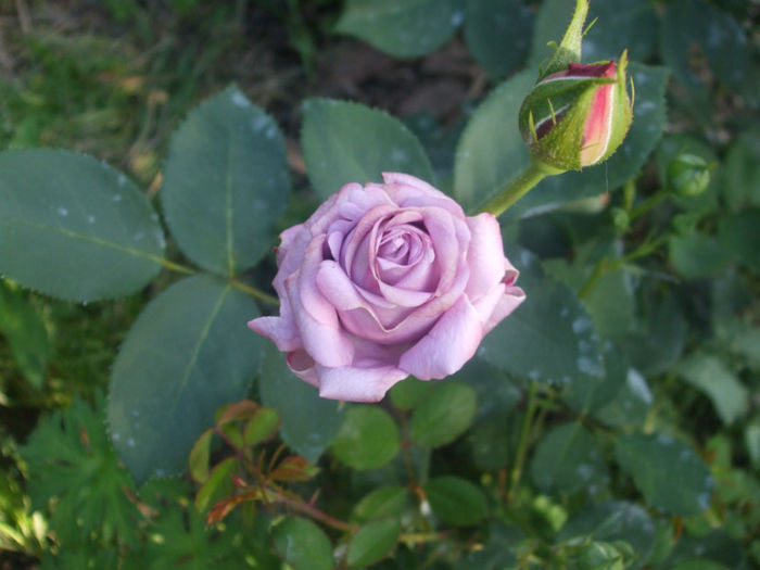 Mamie Blue