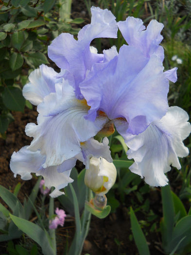 DSCN4650