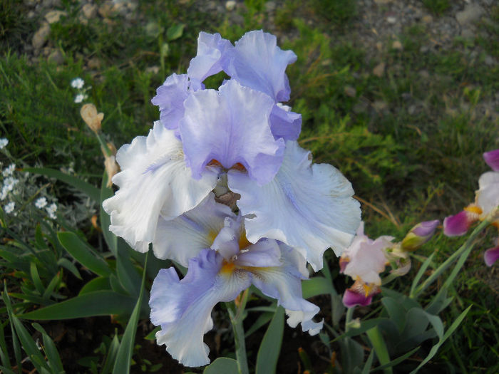 DSCN4655 - irisi 2013