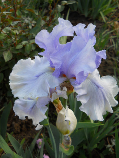 DSCN4656 - irisi 2013