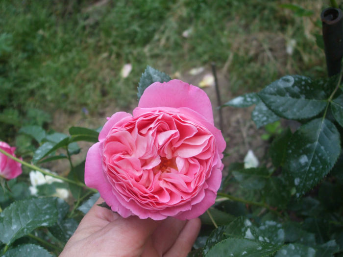 Souvenir de Lucien Massad