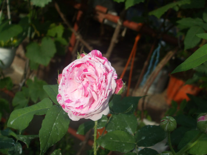 Variegata di Bologna