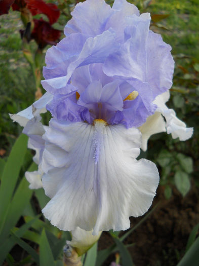 DSCN4679 - irisi 2013