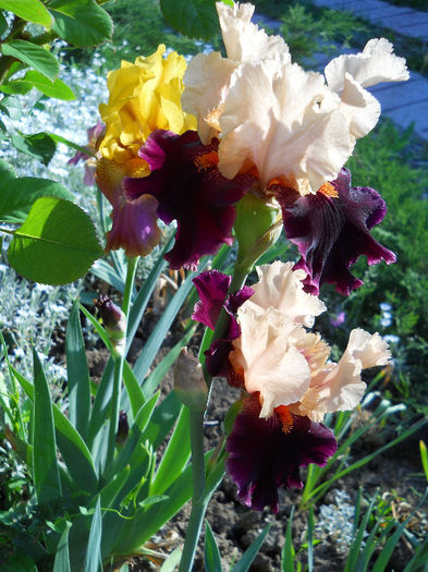 DSCN4685 - irisi 2013