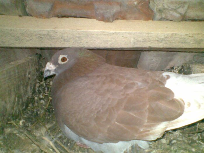 14052013(007) - Voiajori