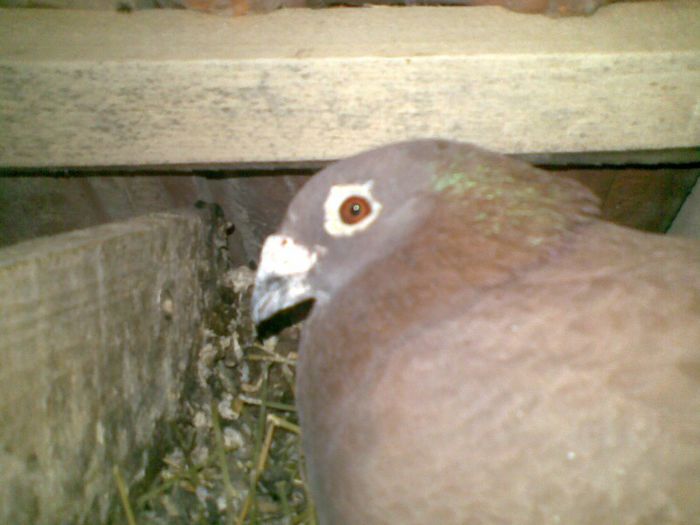 14052013(008) - Voiajori