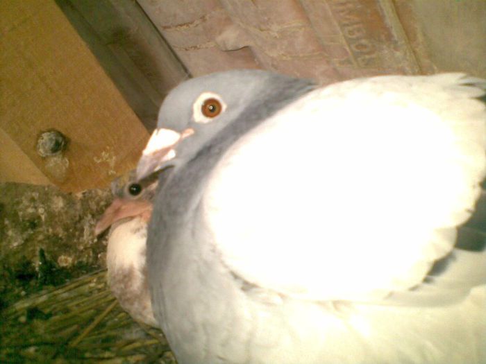 14052013(009) - Voiajori