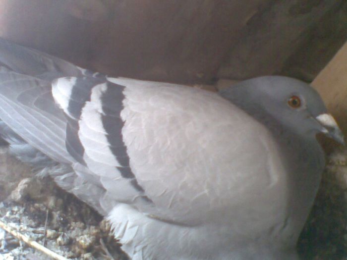 14052013(012) - Voiajori