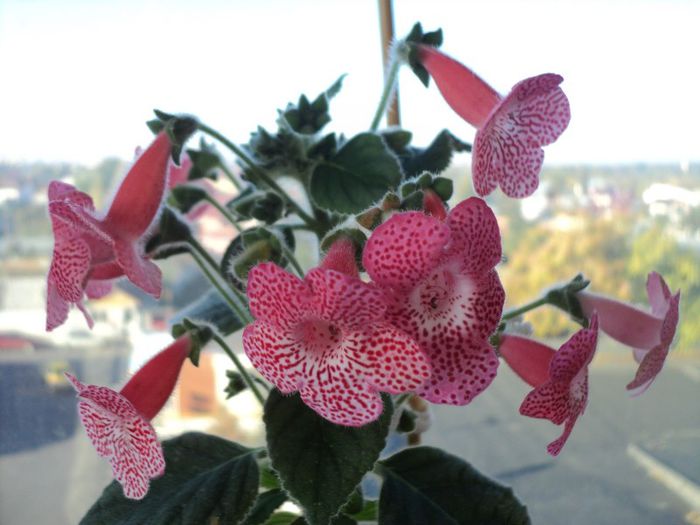 kohleria sunshine - achizitii gloxi si nu numai 2013