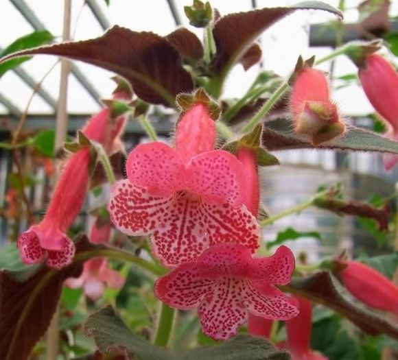 kohleria queen olympus - achizitii gloxi si nu numai 2013