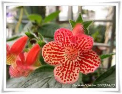 kohleria clytie - achizitii gloxi si nu numai 2013