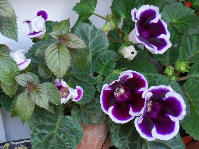 101_8576 - GLOXINIA 2012 SI 2013