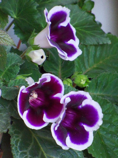 101_8577 - GLOXINIA 2012 SI 2013