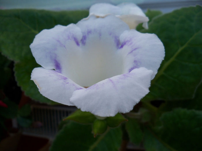 101_8589 - GLOXINIA 2012 SI 2013