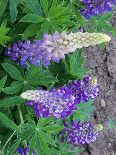 101_8634 - GRADINA 2013